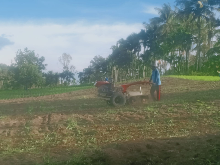 JAGUNG