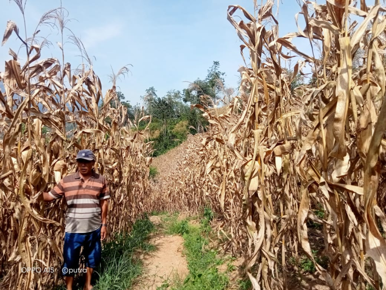 Jagung