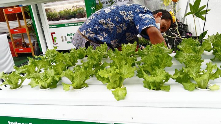 Tips Budidaya Selada Mudah