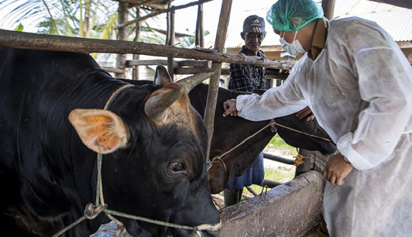 Hewan Ternak Penyumbang Emisi Gas Kaca