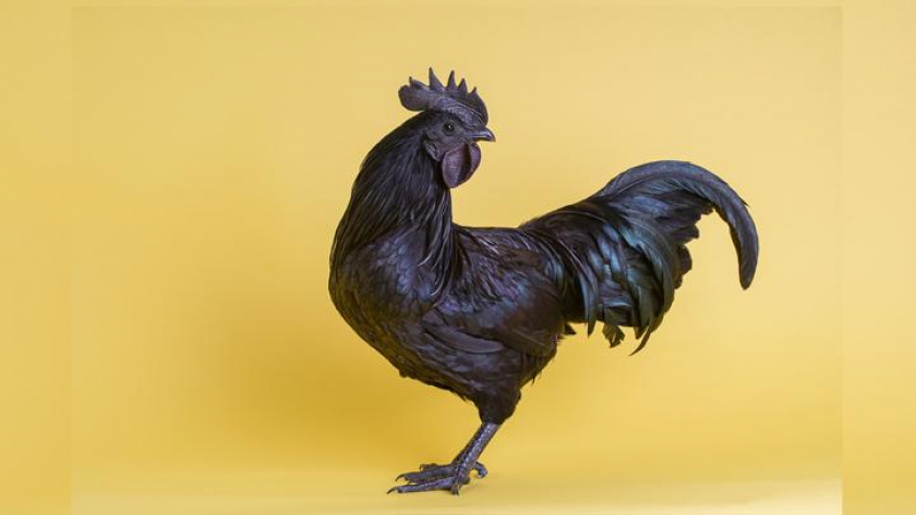 Banyaknya Jenis Ayam di Indonesia