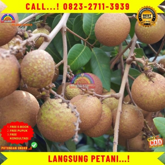 WA 082327113939 Jual Bibit Tanaman Buah Kelengkeng