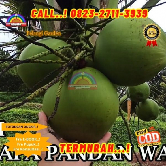 WA 082327113939 Penjual Pohon Kelapa Pandan Wangi 