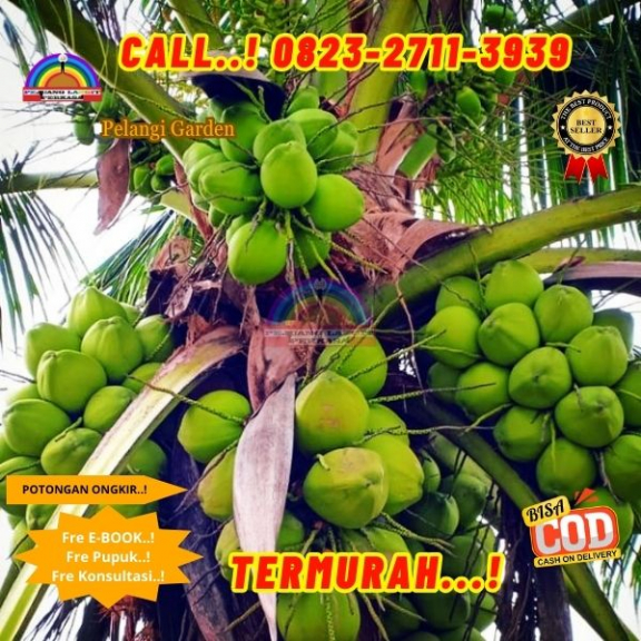 WA 082327113939 Penjual Pohon Kelapa Pinggir Pantai