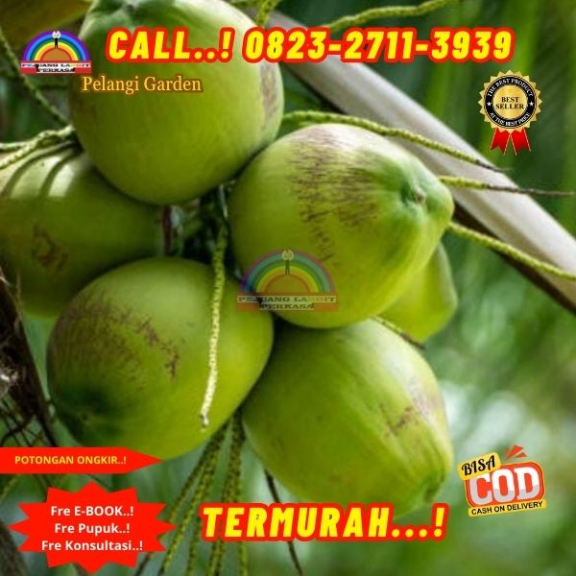 WA 082327113939 Penjual Pohon Kelapa Rangda