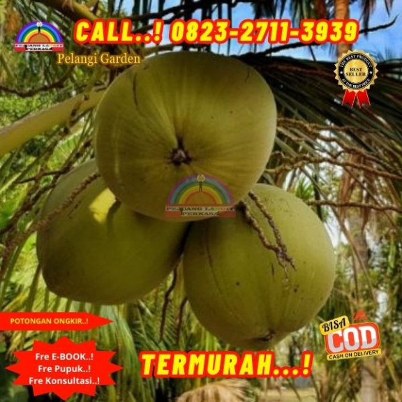 WA 082327113939 Penjual  Pohon Kelapa Rewulu 