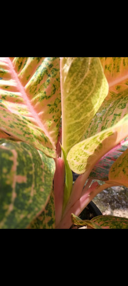 Aglonema Harlequin