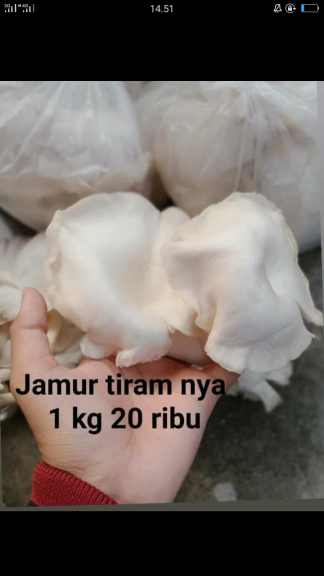 Jamur tiram