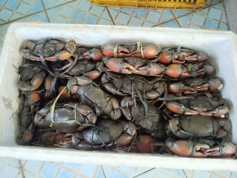 KEPITING BAKAU