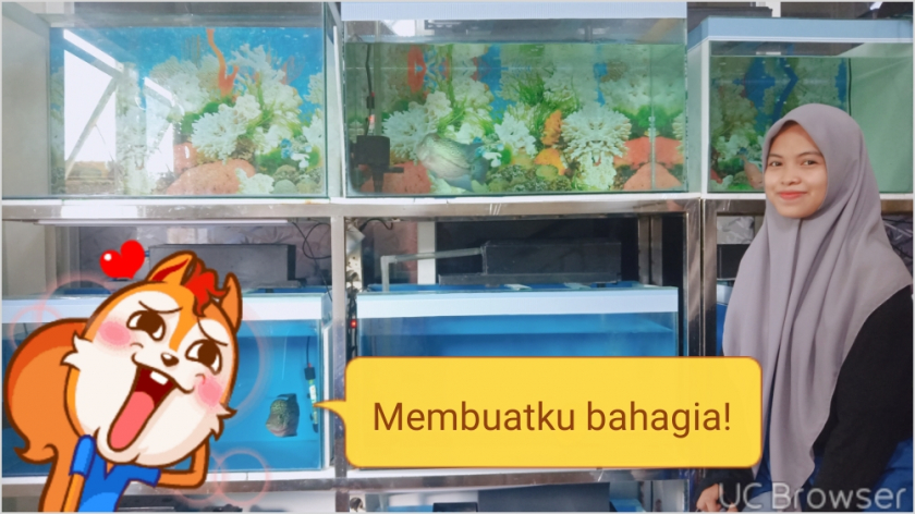 Berbagai jenis ikan hias