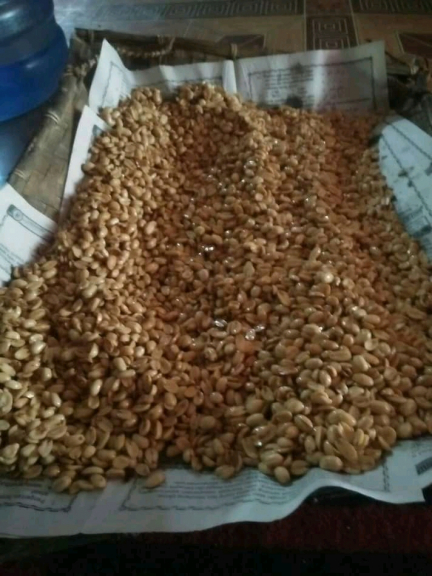 Kacang tojin zaki