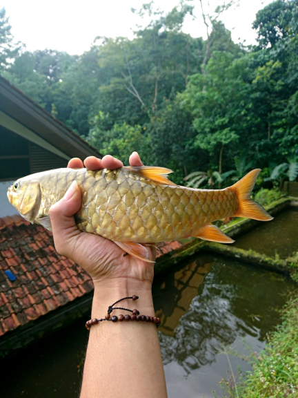 Ikan Dewa Kuningan 