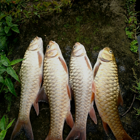 Ikan Dewa Kuningan 