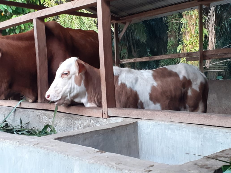 Sapi pedet, bakalan, indukan, jantan