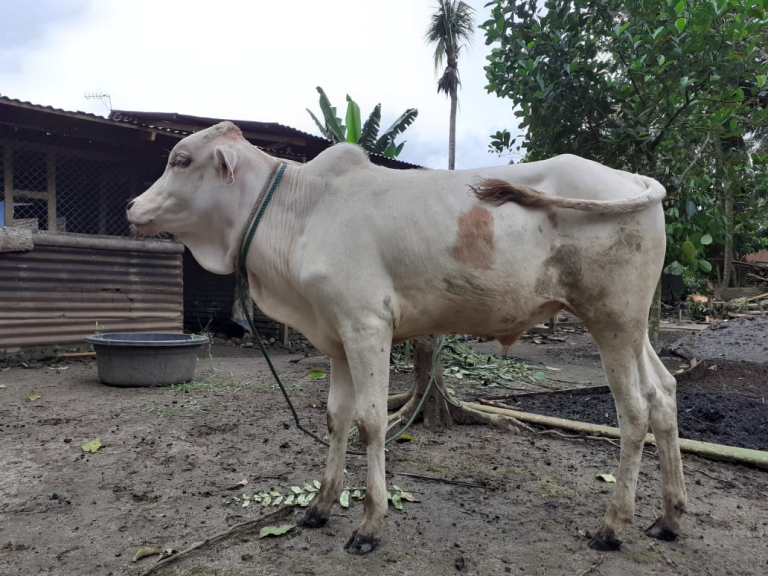 Sapi pedet, bakalan, indukan, jantan