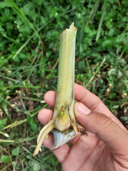 Bibit rumput gajahan untuk pakan ternak