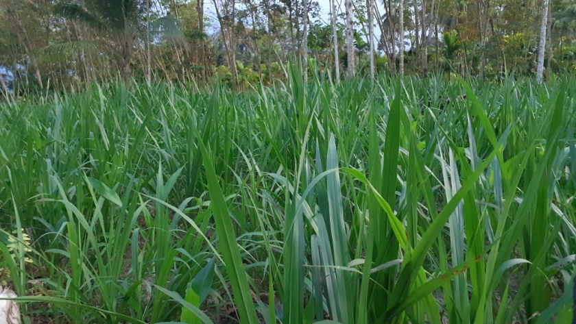 Bibit rumput gajahan untuk pakan ternak