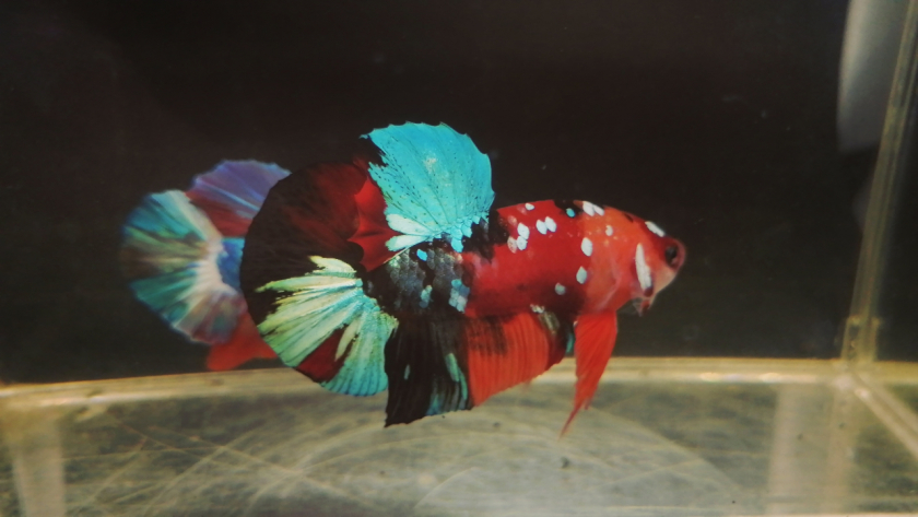 Betta fish multycolour 