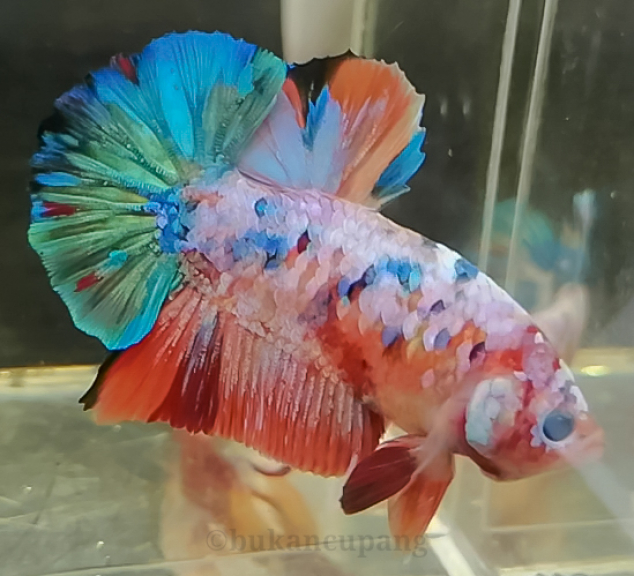 Betta fish multycolour 