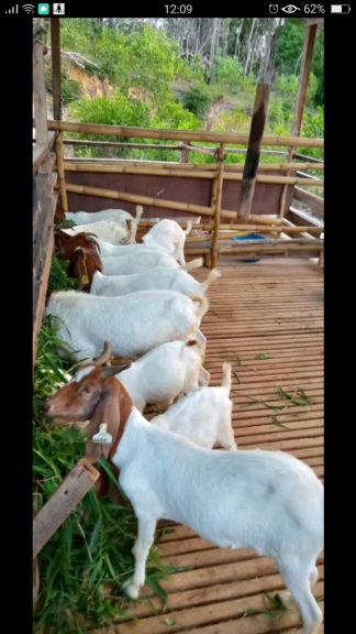 Kambing