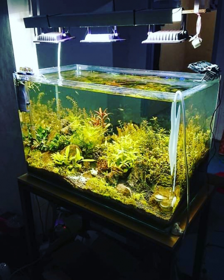 Aquascape