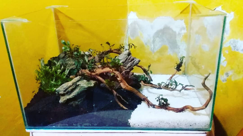 Aquascape