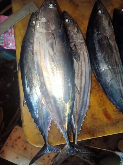 Ikan