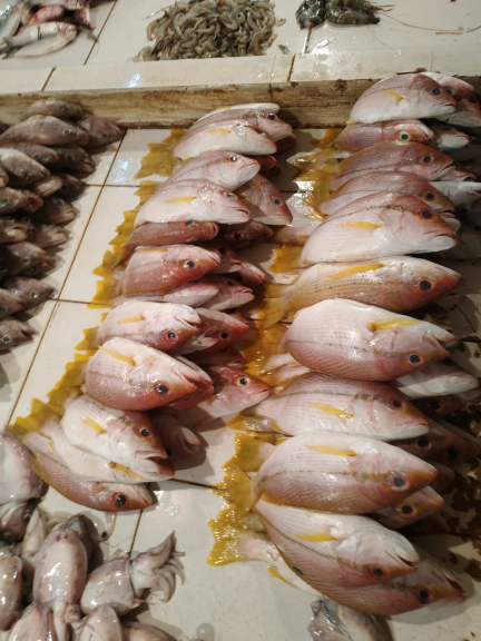 jual beli ikan laut