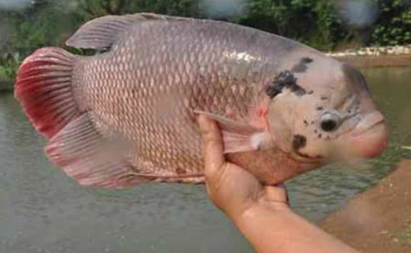 Pembesaran ikan gurameh dan nila