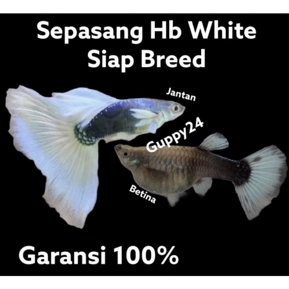 Ikan guppy