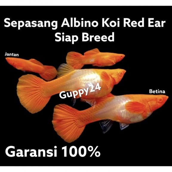 Ikan guppy