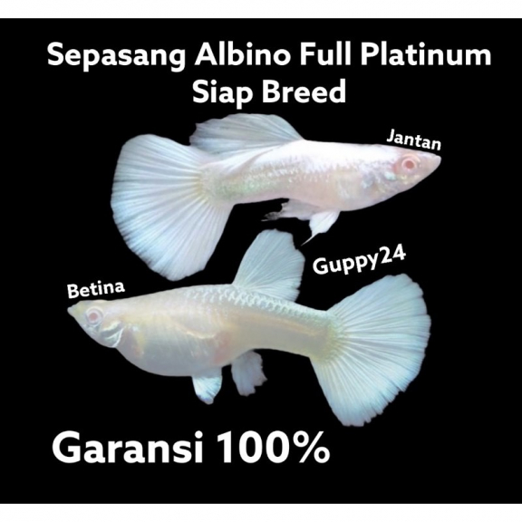 Ikan guppy