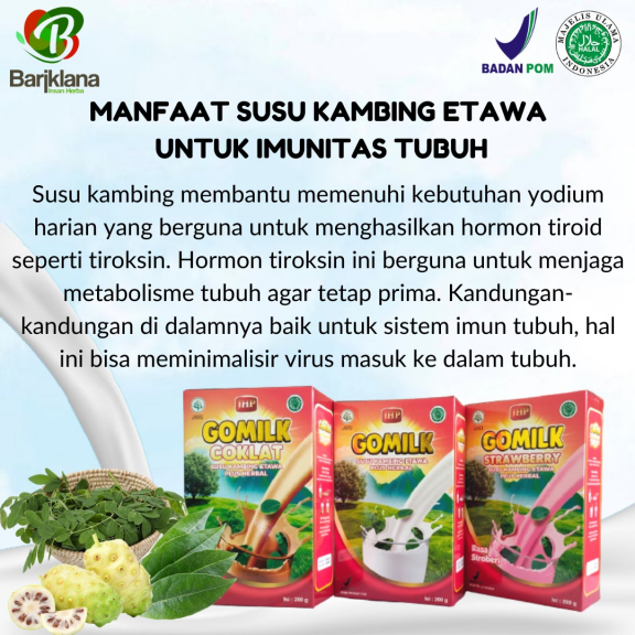 Gomilk susu kambing etawa