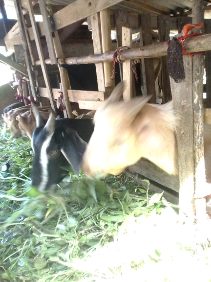 Kambing