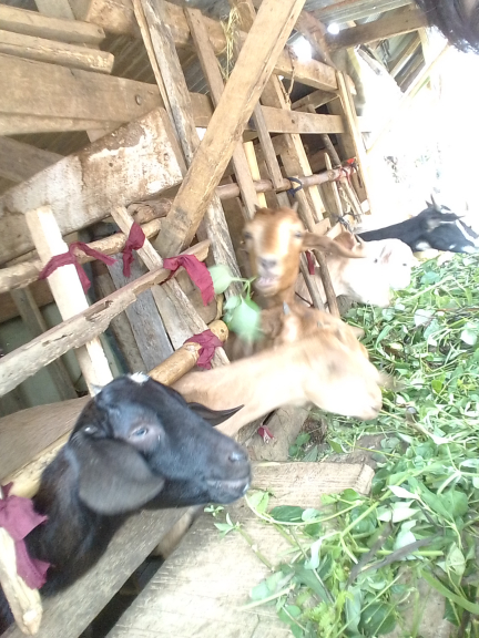 Kambing