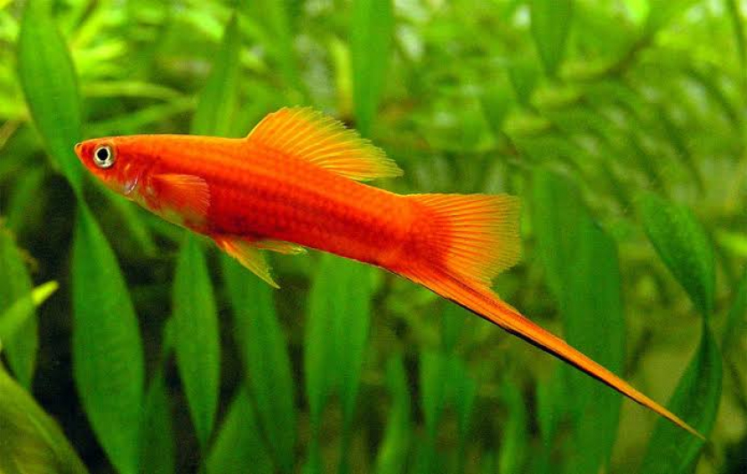 Ikan Hias Swordtail