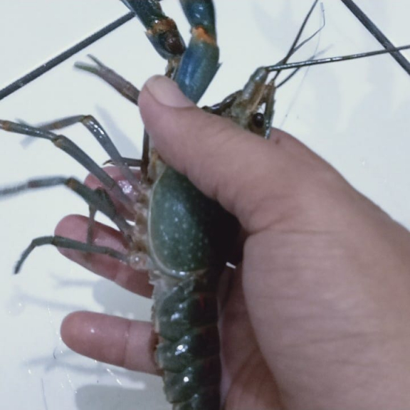 Lobster air tawar