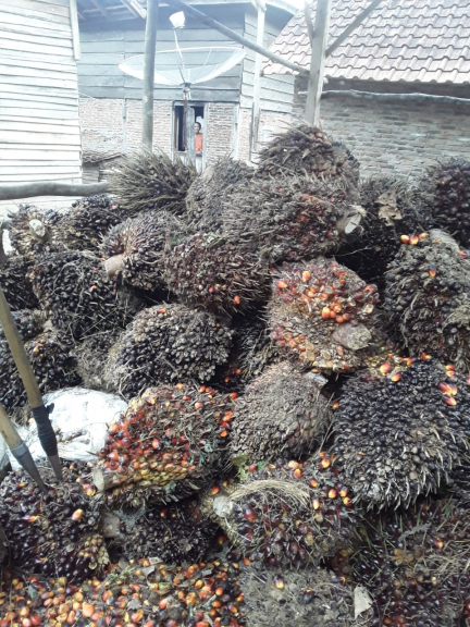 Kelapa dan Sawit