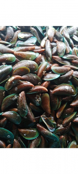 Kerang hijau