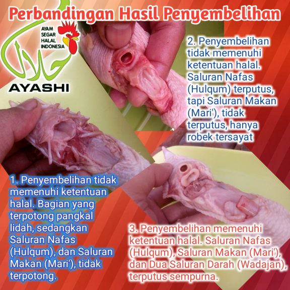 AYASHI (Ayam Segar Halal Indonesia)