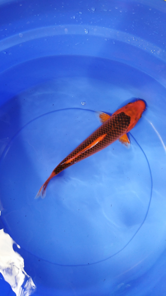 Ikan koi