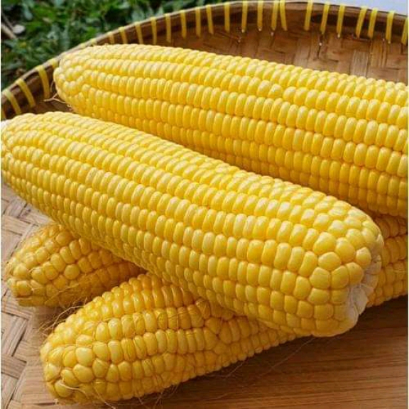 Jagung Manis: Sebuah Perjalanan Rasa dari Gula hingga Karamelisasi