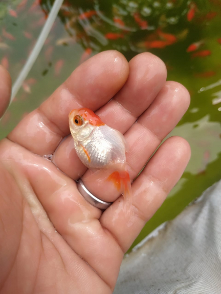 Ikan Mas Koki RedCup/Tancho/Jambul Merah 