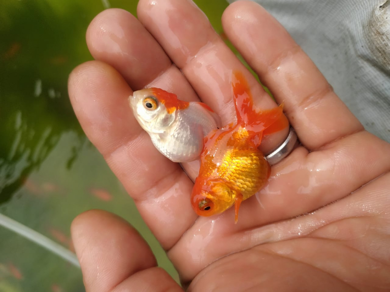 Ikan Mas Koki RedCup/Tancho/Jambul Merah 