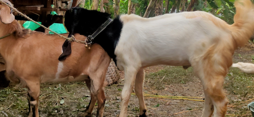 kambing dan sapi