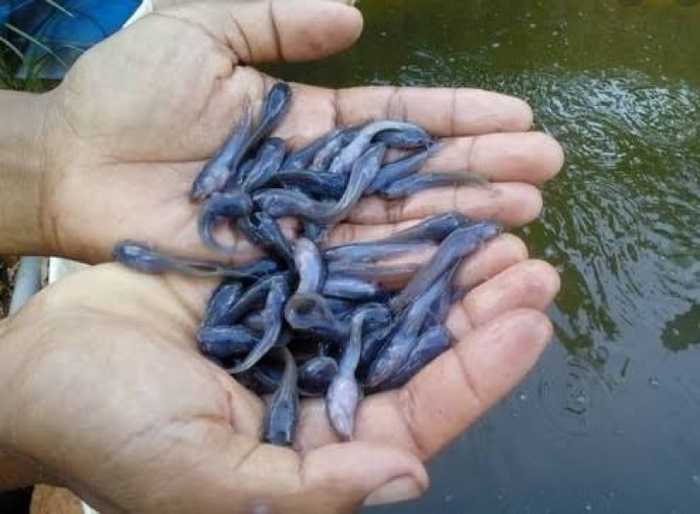 Ikan lele