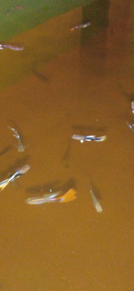 Ikan Hias Guppy Lokal / Cendolan