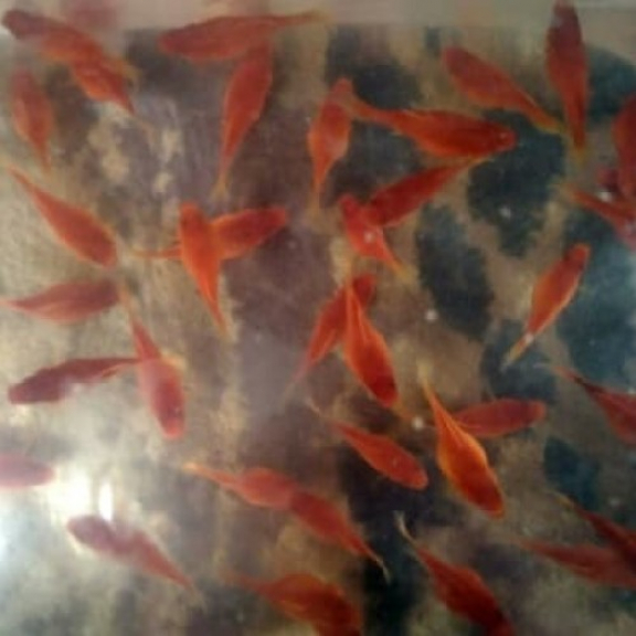 Ikan Hias Molly, Platy dan Coral