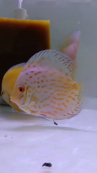 ikan discus