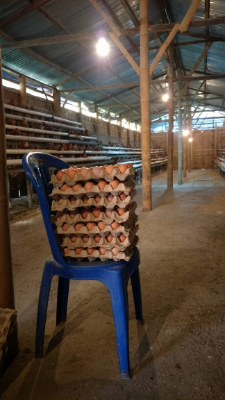 Produksi ayam petelur